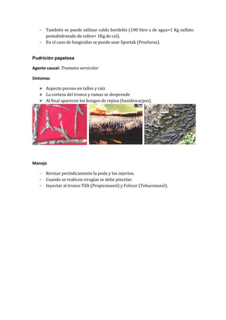 - También se puede utilizar caldo bordelés (100 litro s de agua+1 Kg sulfato
     pentahidratado de cobre+ 1Kg de cal).
   - En el caso de fungicidas se puede usar Sportak (Procloraz).


Pudrición papelosa

Agente causal: Trametes versicolor

Síntomas

    Aspecto poroso en tallos y raíz
    La corteza del tronco y ramas se desprende
    Al final aparecen los hongos de repisa (basidiocarpos).




Manejo

   - Revisar periódicamente la poda y los injertos.
   - Cuando se realicen cirugías se debe pincelar.
   - Inyectar al tronco Tillt (Propiconazol) y Folicur (Tebuconazol).
 