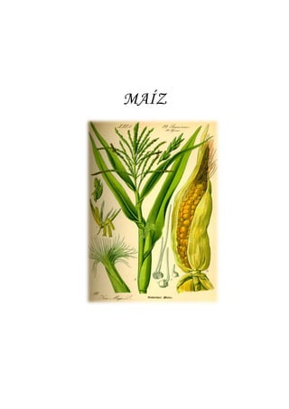 MAÍZ
 