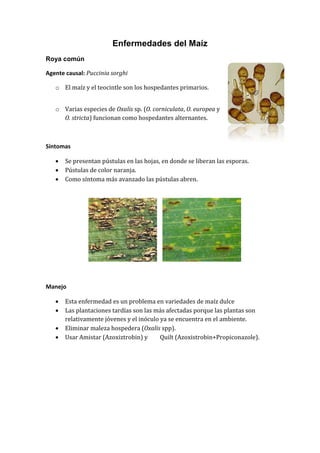 Enfermedades del Maíz
Roya común

Agente causal: Puccinia sorghi

   o El maíz y el teocintle son los hospedantes primarios.


   o Varias especies de Oxalis sp. (O. corniculata, O. europea y
     O. stricta) funcionan como hospedantes alternantes.



Síntomas

      Se presentan pústulas en las hojas, en donde se liberan las esporas.
      Pústulas de color naranja.
      Como síntoma más avanzado las pústulas abren.




Manejo

      Esta enfermedad es un problema en variedades de maíz dulce
      Las plantaciones tardías son las más afectadas porque las plantas son
       relativamente jóvenes y el inóculo ya se encuentra en el ambiente.
      Eliminar maleza hospedera (Oxalis spp).
      Usar Amistar (Azoxiztrobin) y      Quilt (Azoxistrobin+Propiconazole).
 