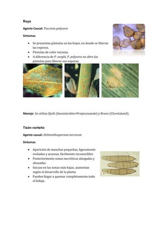 Roya

Agente Causal: Puccinia polysora

Síntomas

      Se presentan pústulas en las hojas, en donde se liberan
       las esporas.
      Pústulas de color naranja.
      A diferencia de P. sorghi, P. polysora no abre las
       pústulas para liberar sus esporas.




Manejo: Se utiliza Quilt (Azoxistrobin+Propiconazole) y Bravo (Clorotalonil).



Tizón norteño

Agente causal: Helminthosporium turcicum

Síntomas

      Aparición de manchas pequeñas, ligeramente
       ovaladas y acuosas, fácilmente reconocibles
      Posteriormente zonas necróticas alargadas y
       ahusadas
      Inician en las zonas más bajas, aumentan
       según el desarrollo de la planta
      Pueden llegar a quemar completamente todo
       el follaje.
 