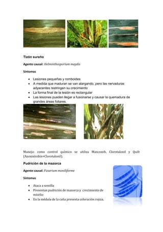Tizón sureño

Agente causal: Helminthosporium maydis

Síntomas

      Lesiones pequeñas y romboides
      A medida que maduran se van alargando, pero las nervaduras
       adyacentes restringen su crecimiento
      La forma final de la lesión es rectangular
      Las lesiones pueden llegar a fusionarse y causar la quemadura de
       grandes áreas foliares.




Manejo: como control químico se utiliza Mancozeb, Clorotalonil y Quilt
(Azoxistrobin+Clorotalonil).

Pudrición de la mazorca

Agente causal: Fusarium moniliforme

Síntomas

      Ataca a semilla
      Presentan pudrición de mazorca y crecimiento de
       micelio
      En la médula de la caña presenta coloración rojiza.
 