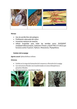 Manejo

      Uso de semilla libre del patógeno
      Fertilización adecuada del cultivo
      Incorporar residuos de cosecha.
      Utilizar fungicidas para tratar las semillas como: DIVEDENT
       (metalaxil+difenoconazol), Carboxim+Thiram y QUATTRO (T,F,M,D) que
       funciona contra Fusarium, Pythium, Rhizoctonia, Phytophthora.


   Carbón de la espiga

Agente causal: Sphacelotheca reiliana

Síntomas

      Carbón en la etapa de formación de la mazorca o floración de la espiga
      Las estructuras florales son transformadas en soros teliospóricos o
       penachos filioides
      Achaparramiento, esterilidad y filodia.
 