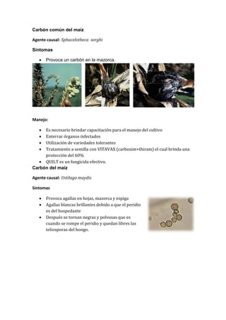 Carbón común del maíz

Agente causal: Sphacelotheca sorghi

Síntomas

      Provoca un carbón en la mazorca.




Manejo:

    Es necesario brindar capacitación para el manejo del cultivo
    Enterrar órganos infectados
    Utilización de variedades tolerantes
    Tratamiento a semilla con VITAVAX (carboxim+thiram) el cual brinda una
     protección del 60%
    QUILT es un fungicida efectivo.
Carbón del maíz

Agente causal: Ustilago maydis

Síntomas

      Provoca agallas en hojas, mazorca y espiga
      Agallas blancas brillantes debido a que el peridio
       es del hospedante
      Después se tornan negras y polvosas que es
       cuando se rompe el peridio y quedan libres las
       teliosporas del hongo.
 