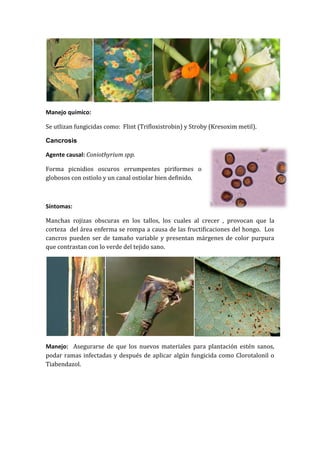 Manejo químico:

Se utlizan fungicidas como: Flint (Trifloxistrobin) y Stroby (Kresoxim metil).

Cancrosis

Agente causal: Coniothyrium spp.

Forma picnidios oscuros errumpentes piriformes o
globosos con ostiolo y un canal ostiolar bien definido.



Síntomas:

Manchas rojizas obscuras en los tallos, los cuales al crecer , provocan que la
corteza del área enferma se rompa a causa de las fructificaciones del hongo. Los
cancros pueden ser de tamaño variable y presentan márgenes de color purpura
que contrastan con lo verde del tejido sano.




Manejo: Asegurarse de que los nuevos materiales para plantación estén sanos,
podar ramas infectadas y después de aplicar algún fungicida como Clorotalonil o
Tiabendazol.
 