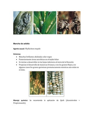 Mancha de asfalto

Agente causal: Phyllachora maydis

Síntomas
     Manchas brillantes abultadas color negro
     Posteriormente áreas necróticas en el tejido foliar
     Se inician a desarrollar en las hojas inferiores al inicio de la floración
     Propician el desarrollo de mazorcas livianas y con los granos flojos y en
      algunos casos los granos germinan prematuramente mientras aún están en
      el elote.




Manejo químico: Se recomienda la aplicación de Quilt (Azoxistrobin +
Propiconazole).
 