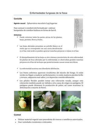 Enfermedades fungosas de la fresa

Cenicilla

Agente causal: Sphaeroteca macularis f.sp.fragariae

Fase asexual o conidial está formada por cadenas
basipetalas de conidios hialinos en forma de barril.

Síntomas
      Puede colonizar todas las partes aéreas de las plantas:
       hojas, pecíolos, flores y frutos.


      Las hojas afectadas presentan un polvillo blanco en el
       envés que se corresponde con una cierta decoloración
       en el haz, más tarde se pueden apreciar manchas púrpuras o rojizas en el haz.


      El abarquillamiento de las hojas es otro síntoma característico de esta enfermedad.
       En plantas de fresa afectadas por la enfermedad, se observaban grandes manchas
       púrpuras en el haz de las hojas que posteriormente causan zonas necróticas.


      La enfermedad ocasiona una abundante defoliación.

      Los frutos enfermos aparecen recubiertos del micelio del hongo. Si están
       verdes no llegan a madurar perfectamente y si están maduros pierden brillo
       y tersura, adquieren mal sabor y se deprecian considerablemente.
      Los pétalos florales pueden tomar una coloración rosada, aunque esta
       coloración también puede ser debida a otra causa de origen no patógeno. El
       patógeno puede disminuir la producción de polen; así como ocasionar la
       deformación o muerte de flores.




Control

     Utilizar material vegetal sano procedente de viveros o semilleros autorizados.
     Usar variedades resistentes o tolerantes.
 