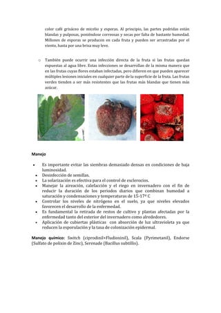 color café grisáceo de micelio y esporas. Al principio, las partes podridas están
             blandas y pulposas, poniéndose correosas y secas por falta de bastante humedad.
             Millones de esporas se producen en cada fruta y pueden ser arrastradas por el
             viento, hasta por una brisa muy leve.


        o    También puede ocurrir una infección directa de la fruta si las frutas quedan
             expuestas al agua libre. Estas infecciones se desarrollan de la misma manera que
             en las frutas cuyas flores estaban infectadas, pero difieren en que pueden aparecer
             múltiples lesiones iniciales en cualquier parte de la superficie de la fruta. Las frutas
             verdes tienden a ser más resistentes que las frutas más blandas que tienen más
             azúcar.




Manejo

           Es importante evitar las siembras demasiado densas en condiciones de baja
            luminosidad.
           Desinfección de semillas.
           La solarización es efectiva para el control de esclerocios.
           Manejar la aireación, calefacción y el riego en invernadero con el fin de
            reducir la duración de los periodos diarios que combinan humedad a
            saturación y condensaciones y temperaturas de 15-17º C
           Controlar los niveles de nitrógeno en el suelo, ya que niveles elevados
            favorecen el desarrollo de la enfermedad.
           Es fundamental la retirada de restos de cultivo y plantas afectadas por la
            enfermedad tanto del exterior del invernadero como alrededores.
           Aplicación de cubiertas plásticas con absorción de luz ultravioleta ya que
            reducen la esporulación y la tasa de colonización epidermal.

Manejo químico: Switch (ciprodinil+Fludioxinil), Scala (Pyrimetanil), Endorse
(Sulfato de polixin de Zinc), Serenade (Bacillus subtillis).
 