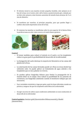    El síntoma inicial es una mancha circular pequeña, hundida, color púrpura en el
       haz de la hoja con el centro color café al inicio y posteriormente gris, rodeado por
       un halo color púrpura; estas lesiones aumentan de tamaño hasta alcanzar de 3 a 6
       mm de diámetro.


      Se manifiesta por manchas, al principio pequeñas, pero que pueden llegar a
       confluir abarcando importantes áreas de la hoja.


      El comienzo las manchas se manifiestan sobre la cara superior de la lámina foliar,
       la periferia toma un color rojizo oscuro y el centro blanco grisáceo.




Control
   o El tomar medidas para reducir el inóculo en el suelo y en los trasplantes
      reduce en gran parte la probabilidad del desarrollo de la enfermedad.

   o La fumigación del suelo destruye la mayoría de Ramularia en las camas del
     plantío de la fresa.

   o La solarización de las camas formadas puede ser eficaz en áreas donde hay
     suficiente calor. Se puede aplicar un tratamiento de agua caliente a los
     trasplantes que se van a plantar en viveros.

   o Se pueden aplicar fungicidas foliares para limitar la propagación de la
     mancha foliar en el campo. Para reducir la posibilidad de un aumento de
     resistencia, use fungicidas solamente cuando el monitoreo indique que son
     necesarios.

   o   Usar variedades resistentes y riego por goteo, quite las hojas infectadas cuando sea
       práctico y asegurar de que los trasplantes estén libres de la enfermedad.


   o   Escoger una área de cultivo cuyas condiciones ambientales no sean conducentes al
       desarrollo de la enfermedad.


Control químico: Amistar gold (Azoxistrobin+Difenoconazole) y Bankit
(Azoxistrobin)
 