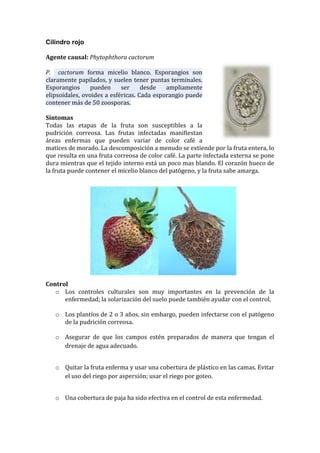 Cilindro rojo

Agente causal: Phytophthora cactorum

P. cactorum forma micelio blanco. Esporangios son
claramente papilados, y suelen tener puntas terminales.
Esporangios      pueden     ser     desde   ampliamente
elipsoidales, ovoides a esféricas. Cada esporangio puede
contener más de 50 zoosporas.

Síntomas
Todas las etapas de la fruta son susceptibles a la
pudrición correosa. Las frutas infectadas manifiestan
áreas enfermas que pueden variar de color café a
matices de morado. La descomposición a menudo se extiende por la fruta entera, lo
que resulta en una fruta correosa de color café. La parte infectada externa se pone
dura mientras que el tejido interno está un poco mas blando. El corazón hueco de
la fruta puede contener el micelio blanco del patógeno, y la fruta sabe amarga.




Control
   o Los controles culturales son muy importantes en la prevención de la
      enfermedad; la solarización del suelo puede también ayudar con el control.

   o Los plantíos de 2 o 3 años, sin embargo, pueden infectarse con el patógeno
     de la pudrición correosa.

   o Asegurar de que los campos estén preparados de manera que tengan el
     drenaje de agua adecuado.


   o Quitar la fruta enferma y usar una cobertura de plástico en las camas. Evitar
     el uso del riego por aspersión; usar el riego por goteo.


   o Una cobertura de paja ha sido efectiva en el control de esta enfermedad.
 