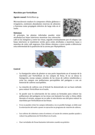 Marchitez por Verticillium

Agente causal: Verticillium sp.

Microesclerocio maduro lo componen células globosas e
irregulares, contienen abundantes reservas de alimento
y funciona como propágulo infectivo de larga vida en el
suelo.

Síntomas
Al principio, las plantas infectadas pueden estar
atrofiadas.Las hojas exteriores muestran una coloración
café en las márgenes y entre las venas, seguido eventualmente por el colapso. Las
hojas interiores se mantienen verdes pero están atrofiadas y muestran rayas o
manchas de color café negruzco. Este último síntoma a veces ayuda a diferenciar
esta enfermedad de la pudrición de la corona por Phytophthora.




Control

   o La fumigación antes de plantar es una parte importante en el manejo de la
     marchitez por Verticillium en los campos de fresa. Si no se desea la
     fumigación, escoja campos aislados de las áreas de cultivo establecidas y
     evite los campos con poblaciones perceptibles del patógeno o con un
     historial de cultivos susceptibles.

   o La rotación de cultivos con el brócoli ha demostrado ser un buen método
     para reducir Verticillium en el suelo.

   o Se puede usar la solarización de las camas ya formadas para reducir las
     poblaciones del patógeno en las áreas con bastante luz solar y clima cálido
     durante el verano, aunque no se sabe si esta técnica sea útil para reducir la
     marchitez por Verticillium en las fresas.

   o   Si no se pueden evitar los campos infestados y no es posible fumigar, se debe usar
       la solarización del suelo o poner en ejecución un programa de rotación de cultivos.


   o   Los cultivos de cobertura como el centeno o el zacate de centeno pueden ayudar a
       reducir las poblaciones de Verticillium en el suelo.


   o   Usar variedades de fresas bastantes tolerantes cuando sea práctico
 