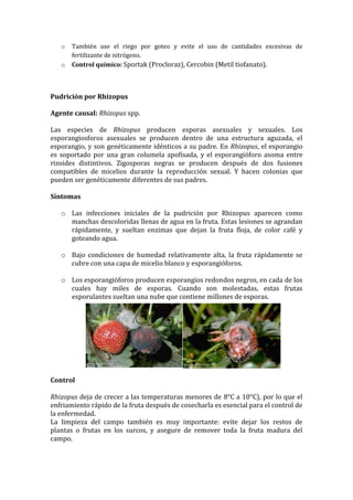 o   También use el riego por goteo y evite el uso de cantidades excesivas de
       fertilizante de nitrógeno.
   o   Control químico: Sportak (Procloraz), Cercobin (Metil tiofanato).



Pudrición por Rhizopus

Agente causal: Rhizopus spp.

Las especies de Rhizopus producen esporas asexuales y sexuales. Los
esporangiosforos asexuales se producen dentro de una estructura aguzada, el
esporangio, y son genéticamente idénticos a su padre. En Rhizopus, el esporangio
es soportado por una gran columela apofisada, y el esporangióforo asoma entre
rizoides distintivos. Zigosporas negras se producen después de dos fusiones
compatibles de micelios durante la reproducción sexual. Y hacen colonias que
pueden ser genéticamente diferentes de sus padres.

Síntomas

   o Las infecciones iniciales de la pudrición por Rhizopus aparecen como
     manchas descoloridas llenas de agua en la fruta. Estas lesiones se agrandan
     rápidamente, y sueltan enzimas que dejan la fruta floja, de color café y
     goteando agua.

   o Bajo condiciones de humedad relativamente alta, la fruta rápidamente se
     cubre con una capa de micelio blanco y esporangióforos.

   o Los esporangióforos producen esporangios redondos negros, en cada de los
     cuales hay miles de esporas. Cuando son molestadas, estas frutas
     esporulantes sueltan una nube que contiene millones de esporas.




Control

Rhizopus deja de crecer a las temperaturas menores de 8°C a 10°C), por lo que el
enfriamiento rápido de la fruta después de cosecharla es esencial para el control de
la enfermedad.
La limpieza del campo también es muy importante: evite dejar los restos de
plantas o frutas en los surcos, y asegure de remover toda la fruta madura del
campo.
 