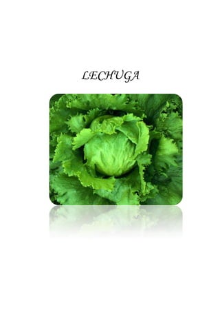 LECHUGA
 