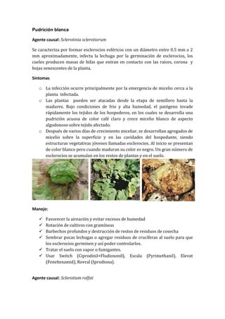 Pudrición blanca

Agente causal: Sclerotinia sclerotiorum

Se caracteriza por formar esclerocios esféricos con un diámetro entre 0.5 mm a 2
mm aproximadamente, infecta la lechuga por la germinación de esclerocios, los
cueles producen masas de hifas que entran en contacto con las raíces, corona y
hojas senescentes de la planta.

Síntomas

   o La infección ocurre principalmente por la emergencia de micelio cerca a la
     planta infectada.
   o Las plantas pueden ser atacadas desde la etapa de semillero hasta la
     madurez. Bajo condiciones de frio y alta humedad, el patógeno invade
     rápidamente los tejidos de los hospederos, en los cuales se desarrolla una
     pudrición acuosa de color café claro y crece micelio blanco de aspecto
     algodonoso sobre tejido afectado.
   o Después de varios días de crecimiento miceliar, se desarrollan agregados de
     micelio sobre la superficie y en las cavidades del hospedante, siendo
     estructuras vegetativas jóvenes llamadas esclerocios. Al inicio se presentan
     de color blanco pero cuando maduran su color es negro. Un gran número de
     esclerocios se acumulan en los restos de plantas y en el suelo.




Manejo:

    Favorecer la aireación y evitar excesos de humedad
    Rotación de cultivos con gramíneas
    Barbechos profundos y destrucción de restos de residuos de cosecha
    Sembrar pocas lechugas o agregar residuos de crucíferas al suelo para que
     los esclerocios germinen y así poder controlarlos.
    Tratar el suelo con vapor o fumigantes.
    Usar Switch (Ciprodinil+Fludioxonil), Escala (Pyrimethanil), Elevat
     (Fenehexamid), Rovral (Iprodiona).


Agente causal: Sclerotium rolfsii
 