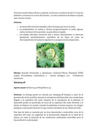 Presenta micelio blanco denso y radiante, esclerocios circulares de (0.5-1.5 mm de
diámetro se forman en el seno del micelio ; su color evoluciona de blanco al pàrdo
mas o menos oscuro.

Síntomas

   o Se desarrollan lesiones húmedas sobre las hojas que tocan el suelo.
   o La podredumbre se instala y alcanza progresivamente el cuello algunas
     raíces, las bases de los peciolos, se generaliza al cogollo.
   o Los tejidos afectados oscurecen más o menos intensamente, se observan
     igualmente marchitamientos, amarilleos de las hojas así como un
     derrumpimiento de la planta seguido de su progresiva descomposición.




Manejo: Imazalil, Vinclozolin, a, Quintazone, Carboxin+Thiran, Flutolanil, PCNB,
Captan Procimidona, Carbendazin y         control biológico con    Trichoderma
harzianum.

Damping off

Agente causal: Pythium sp y Phitophthora sp.


Síntomas: La lechuga puede ser atacada por damping-off después y antes de la
germinación de las semillas, durante la emergencia del hipocotílo esto cuando haya
llegado a la superficie del suelo. Después de la emergencia de la plántula, el
hipocotilo puede ser penetrado en cerca de la superficie del suelo, llevando a la
planta al colapso y la muerte. Cuando las plántulas se hacen mayores, los hongos
patógenos solo pueden destruir la capa exterior alrededor de las células del tallo.

Este tipo de daño es conocido por un área descolorida y constreñida cerca de la
superficie del suelo. La magnitud de la decoloración depende de la edad de la
planta, así como la duración de las condiciones ambientales favorables para el
desarrollo de la enfermedad.
 