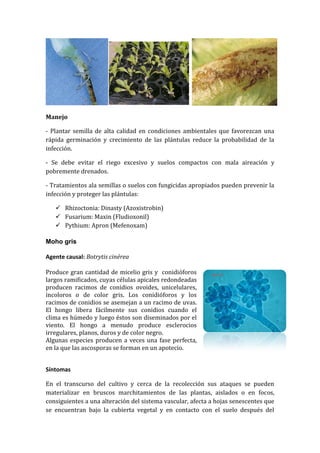 Manejo

- Plantar semilla de alta calidad en condiciones ambientales que favorezcan una
rápida germinación y crecimiento de las plántulas reduce la probabilidad de la
infección.

- Se debe evitar el riego excesivo y suelos compactos con mala aireación y
pobremente drenados.

- Tratamientos ala semillas o suelos con fungicidas apropiados pueden prevenir la
infección y proteger las plántulas:

    Rhizoctonia: Dinasty (Azoxistrobin)
    Fusarium: Maxin (Fludioxonil)
    Pythium: Apron (Mefenoxam)

Moho gris

Agente causal: Botrytis cinérea

Produce gran cantidad de micelio gris y conidióforos
largos ramificados, cuyas células apicales redondeadas
producen racimos de conidios ovoides, unicelulares,
incoloros o de color gris. Los conidióforos y los
racimos de conidios se asemejan a un racimo de uvas.
El hongo libera fácilmente sus conidios cuando el
clima es húmedo y luego éstos son diseminados por el
viento. El hongo a menudo produce esclerocios
irregulares, planos, duros y de color negro.
Algunas especies producen a veces una fase perfecta,
en la que las ascosporas se forman en un apotecio.


Síntomas

En el transcurso del cultivo y cerca de la recolección sus ataques se pueden
materializar en bruscos marchitamientos de las plantas, aislados o en focos,
consiguientes a una alteración del sistema vascular, afecta a hojas senescentes que
se encuentran bajo la cubierta vegetal y en contacto con el suelo después del
 