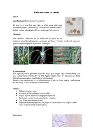 Enfermedades de clavel
Roya

Agente causal: Uromyces caryophyllinus

Es una roya heteróica que pasa su ciclo sobre diferentes
huéspedes; la fase teliospórica y uredosporica sobre el clavel y
la fase ecídica sobre Euphorbia gerardiana y E. nicaeensin.

Síntomas

Los síntomas comienzan en las hojas con la aparición de
manchas amarillas, alargadas al comienzo, que luego revientan mostrando un polvo
pardo compuesto por las esporas de los hongos.




Epidemiología
Las esporas pueden germinar sobre las hojas que tengan algo de humedad y con
una temperatura entre los 14 y 2 8 ºC. Aproximadamente a las tres semanas de la
infección, comienzan a manifestarse los síntomas.
Favorece su propagación la poca luminosidad, el exceso de nitrógeno y deficiencia
de potasio, y el marco de plantación estrecho.


Manejo
   Utilizar esquejes sanos
   Mantener el follaje lo más seco posible
   Riegos ligeros, no utilizar riego por aspersión
   Recolección y destrucción de plantas enfermas
   Uso de variedades resistentes
   Se puden emplear fungicidas del grupo de las estrobirulinas o algún triazol
     como el difenoconazole (Score, Sico).




Dormilona
 