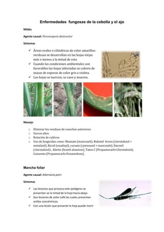 Enfermedades fungosas de la cebolla y el ajo
Mildiu

Agente causal: Peronospora destructor

Síntomas

     Áreas ovales o cilíndricas de color amarillas-
      verdosas se desarrollan en las hojas viejas
      más o menos a la mitad de esta
     Cuando las condiciones ambientales son
      favorables las hojas infectadas se cubren de
      masas de esporas de color gris a violeta.
     Las hojas se tuercen, se caen y mueren.




Manejo

    o    Eliminar los residuos de cosechas anteriores
    o    Surcos altos
    o    Rotación de cultivos
    o    Uso de fungicidas como: Manzate (mancozeb), Ridomil bravo (clorotalonil +
         metalaxil), Ricoil (oxadixyl), curzate (cymoxanil + mancozeb), Daconil
         (clorotalonil) , Aliette (fosetil aluminio), Tatoo C (Propamocarb+Clorotalonil),
         Consento (Propamocarb+Fenamidona).



Mancha foliar

Agente causal: Alternaria porri

Síntomas

     Las lesiones que provoca este patógeno se
      presentan se la mitad de la hoja hacia abajo.
     Son lesiones de color café las cuales presentan
      anillos concéntricos.
     Con una lesión que presente la hoja puede morir
 