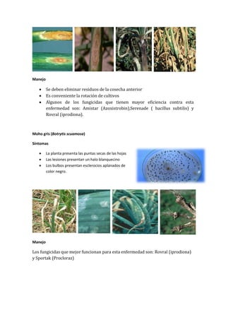 Manejo

        Se deben eliminar residuos de la cosecha anterior
        Es conveniente la rotación de cultivos
        Algunos de los fungicidas que tienen mayor eficiencia contra esta
         enfermedad son: Amistar (Azoxistrobin),Serenade ( bacillus subtilis) y
         Rovral (iprodiona).



Moho gris (Botrytis scuamosa)

Síntomas

        La planta presenta las puntas secas de las hojas
        Las lesiones presentan un halo blanquecino
        Los bulbos presentan esclerocios aplanados de
         color negro.




Manejo

Los fungicidas que mejor funcionan para esta enfermedad son: Rovral (iprodiona)
y Sportak (Procloraz)
 