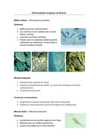 Enfermedades fungosas de Brócoli


Mildiú velloso – Peronospora parasítica

Síntomas

      Malformaciones y abortamiento
      Los racimos se ven cubiertos de un polvo
       blanco cremoso
      Lesiones necróticas definidas
      Puede crecer en plántulas sistémicamente
       infectando los cotiledones, el hipocotíleo e
       incluso el sistema radical.




Manejo integrado

      Eliminación de residuos de cultivo
      Limpieza y desinfección de semilla , es común que el hongo se transmita
       sistémicamente
      Trichoderma harzianum


Productos recomendados

      Fungicidas de contacto como Zineb, Mancozeb, Clorotalonil
      Sistémicos como Cymoxanil, Fosetil-Al, Propamocarb y Mefenoxam


Mancha foliar – Alternaria brassicae

Síntomas

      Inicialmente se ven puntos negros en las hojas
      Manchas gris con anillos concéntricos
      Lesión circundada con un halo clorótico
 