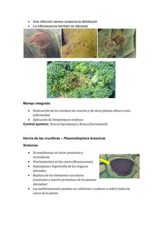    Una infección severa ocasiona la defoliación
      La inflorescencia también es afectada




Manejo integrado

     Destrucción de los residuos de cosecha y de otras plantas afines a esta
      enfermedad
   Aplicación de Streptomyces arabicus
Control químico: Rovral (Iprodiona) y Bravo (Clorotalonil)



Hernia de las crucíferas – Plasmodiophora brassicae

Síntomas

      Se manifiestan en raíces primarias y
       secundarias
      Hinchamientos en las raíces (Brassicaceae)
      Hiperplasia e hipertrofia de los órganos
       afectados
      Ruptura de los elementos vasculares
       (enanismo y muerte prematura de las plantas
       afectadas)
      Las malformaciones pueden ser solitarias o coalecer y cubrir todas las
       raíces de la planta
 