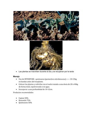    Las plantas se marchitan durante el día y se recuperan por la tarde

Manejo
   Uso de INTERPCNB - quintozeno (pentacloro nitrobenceno)------ 10-15kg
     en bandas antes del trasplante.
   Colocar las plantas y cubrirlas con el suelo tratado a una dosis de 20 a 40kg
     de forma total, espolvoreado o en agua.
   Incorporar a una profundidad de 10-12cm.
Productos recomendados

      Captan 50%
      Benomilo 75%
      Quintozeno 50%
 