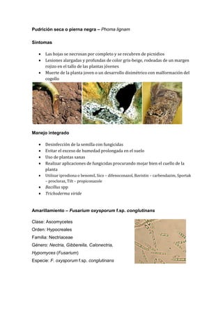 Pudrición seca o pierna negra – Phoma lignam

Síntomas

      Las hojas se necrosan por completo y se recubren de picnidios
      Lesiones alargadas y profundas de color gris-beige, rodeadas de un margen
       rojizo en el tallo de las plantas jóvenes
      Muerte de la planta joven o un desarrollo disimétrico con malformación del
       cogollo




Manejo integrado

      Desinfección de la semilla con fungicidas
      Evitar el exceso de humedad prolongada en el suelo
      Uso de plantas sanas
      Realizar aplicaciones de fungicidas procurando mojar bien el cuello de la
       planta
      Utilizar iprodiona o benomil, Sico – difenoconazol, Bavistin – carbendazim, Sportak
       – procloraz, Tilt – propiconazole
      Bacillus spp
      Trichoderma viride


Amarillamiento – Fusarium oxysporum f.sp. conglutinans

Clase: Ascomycetes
Orden: Hypocreales
Familia: Nectriaceae
Género: Nectria, Gibberella, Calonectria,
Hypomyces (Fusarium)
Especie: F. oxysporum f.sp. conglutinans
 