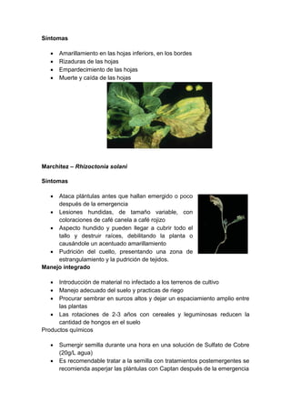 Síntomas

      Amarillamiento en las hojas inferiors, en los bordes
      Rizaduras de las hojas
      Empardecimiento de las hojas
      Muerte y caída de las hojas




Marchitez – Rhizoctonia solani

Síntomas

    Ataca plántulas antes que hallan emergido o poco
     después de la emergencia
   Lesiones hundidas, de tamaño variable, con
     coloraciones de café canela a café rojizo
   Aspecto hundido y pueden llegar a cubrir todo el
     tallo y destruir raíces, debilitando la planta o
     causándole un acentuado amarillamiento
   Pudrición del cuello, presentando una zona de
     estrangulamiento y la pudrición de tejidos.
Manejo integrado

     Introducción de material no infectado a los terrenos de cultivo
     Manejo adecuado del suelo y practicas de riego
     Procurar sembrar en surcos altos y dejar un espaciamiento amplio entre
      las plantas
    Las rotaciones de 2-3 años con cereales y leguminosas reducen la
      cantidad de hongos en el suelo
Productos químicos

      Sumergir semilla durante una hora en una solución de Sulfato de Cobre
       (20g/L agua)
      Es recomendable tratar a la semilla con tratamientos postemergentes se
       recomienda asperjar las plántulas con Captan después de la emergencia
 