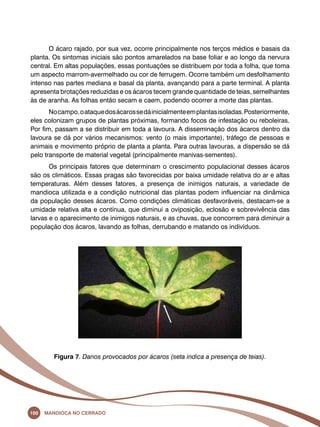 O ácaro rajado, por sua vez, ocorre principalmente nos terços médios e basais da 
planta. Os sintomas iniciais são pontos amarelados na base foliar e ao longo da nervura 
central. Em altas populações, essas pontuações se distribuem por toda a folha, que toma 
um aspecto marrom-avermelhado ou cor de ferrugem. Ocorre também um desfolhamento 
intenso nas partes mediana e basal da planta, avançando para a parte terminal. A planta 
apresenta brotações reduzidas e os ácaros tecem grande quantidade de teias, semelhantes 
às de aranha. As folhas então secam e caem, podendo ocorrer a morte das plantas. 
No campo, o ataque dos ácaros se dá inicialmente em plantas isoladas. Posteriormente, 
eles colonizam grupos de plantas próximas, formando focos de infestação ou reboleiras. 
Por fim, passam a se distribuir em toda a lavoura. A disseminação dos ácaros dentro da 
lavoura se dá por vários mecanismos: vento (o mais importante), tráfego de pessoas e 
animais e movimento próprio de planta a planta. Para outras lavouras, a dispersão se dá 
pelo transporte de material vegetal (principalmente manivas-sementes). 
Os principais fatores que determinam o crescimento populacional desses ácaros 
são os climáticos. Essas pragas são favorecidas por baixa umidade relativa do ar e altas 
temperaturas. Além desses fatores, a presença de inimigos naturais, a variedade de 
mandioca utilizada e a condição nutricional das plantas podem influenciar na dinâmica 
da população desses ácaros. Como condições climáticas desfavoráveis, destacam-se a 
umidade relativa alta e contínua, que diminui a oviposição, eclosão e sobrevivência das 
larvas e o aparecimento de inimigos naturais, e as chuvas, que concorrem para diminuir a 
população dos ácaros, lavando as folhas, derrubando e matando os indivíduos. 
Figura 7. Danos provocados por ácaros (seta indica a presença de teias). 
100 Mandioca no Cerrado 
 