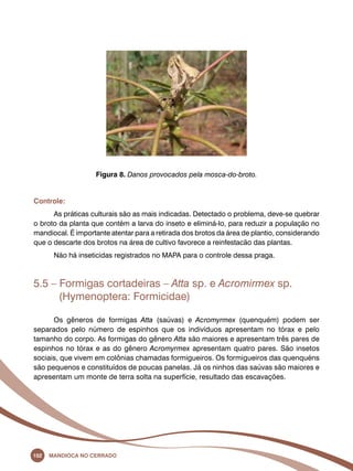 Figura 8. Danos provocados pela mosca-do-broto. 
Controle: 
As práticas culturais são as mais indicadas. Detectado o problema, deve-se quebrar 
o broto da planta que contém a larva do inseto e eliminá-lo, para reduzir a população no 
mandiocal. É importante atentar para a retirada dos brotos da área de plantio, considerando 
que o descarte dos brotos na área de cultivo favorece a reinfestacão das plantas. 
Não há inseticidas registrados no Mapa para o controle dessa praga. 
5.5 – Formigas cortadeiras – Atta sp. e Acromirmex sp. 
(Hymenoptera: Formicidae) 
Os gêneros de formigas Atta (saúvas) e Acromyrmex (quenquém) podem ser 
separados pelo número de espinhos que os indivíduos apresentam no tórax e pelo 
tamanho do corpo. As formigas do gênero Atta são maiores e apresentam três pares de 
espinhos no tórax e as do gênero Acromyrmex apresentam quatro pares. São insetos 
sociais, que vivem em colônias chamadas formigueiros. Os formigueiros das quenquéns 
são pequenos e constituídos de poucas panelas. Já os ninhos das saúvas são maiores e 
apresentam um monte de terra solta na superfície, resultado das escavações. 
102 Mandioca no Cerrado 
 