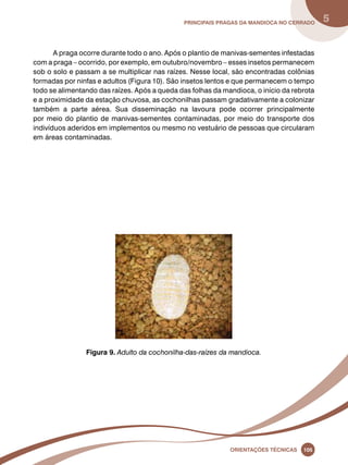 principais Pragas da mandioca no Cerrado 5 
A praga ocorre durante todo o ano. Após o plantio de manivas-sementes infestadas 
com a praga – ocorrido, por exemplo, em outubro/novembro – esses insetos permanecem 
sob o solo e passam a se multiplicar nas raízes. Nesse local, são encontradas colônias 
formadas por ninfas e adultos (Figura 10). São insetos lentos e que permanecem o tempo 
todo se alimentando das raízes. Após a queda das folhas da mandioca, o início da rebrota 
e a proximidade da estação chuvosa, as cochonilhas passam gradativamente a colonizar 
também a parte aérea. Sua disseminação na lavoura pode ocorrer principalmente 
por meio do plantio de manivas-sementes contaminadas, por meio do transporte dos 
indivíduos aderidos em implementos ou mesmo no vestuário de pessoas que circularam 
em áreas contaminadas. 
Figura 9. Adulto da cochonilha-das-raízes da mandioca. 
Oreinatções Técnacis 105 
 