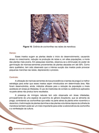 Figura 10. Colônia de cochonilhas nas raízes da mandioca. 
Danos: 
Esses insetos sugam as plantas desde o início do desenvolvimento, causando 
atraso no crescimento, redução na produção de raízes e, em altas populações, a morte 
das plantas mais jovens. Em pesquisas recentes, observou-se a diminuição do poder de 
germinação de manivas-sementes provenientes de plantas atacadas em até 30%. Como 
dano qualitativo, tem sido observado que a intensa sucção dos insetos pode provocar 
pequenas manchas nas raízes, depreciando o produto. 
Controle: 
A utilização de manivas-sementes de boa procedência e isentas da praga é a melhor 
estratégia para evitar que esses insetos sejam introduzidos em determinada área. Não 
foram desenvolvidos, ainda, métodos eficazes para a redução da população a níveis 
aceitáveis em áreas já infestadas. O uso de inseticidas de contato ou sistêmicos aplicados 
na parte aérea não produz bons resultados. 
A presença de inimigos naturais tem sido observada em áreas infestadas, 
principalmente de uma espécie de joaninha do gênero Exoplectra, que se alimenta da 
praga, controlando as cochonilhas que estão na parte aérea da planta entre novembro e 
dezembro. A eliminação de plantas daninhas e das plantas voluntárias depois da colheita da 
mandioca também pode ser um meio importante para evitar a sobrevivência da cochonilha 
e a reinfestação da cultura. 
106 Mandioca no Cerrado 
 