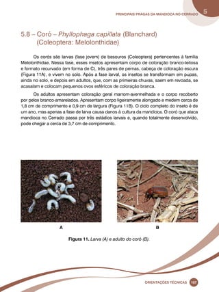principais Pragas da mandioca no Cerrado 5 
5.8 – Coró – Phyllophaga capillata (Blanchard) 
Oreinatções Técnacis 107 
(Coleoptera: Melolonthidae) 
Os corós são larvas (fase jovem) de besouros (Coleoptera) pertencentes à família 
Melolonthidae. Nessa fase, esses insetos apresentam corpo de coloração branco-leitosa 
e formato recurvado (em forma de C), três pares de pernas, cabeça de coloração escura 
(Figura 11A), e vivem no solo. Após a fase larval, os insetos se transformam em pupas, 
ainda no solo, e depois em adultos, que, com as primeiras chuvas, saem em revoada, se 
acasalam e colocam pequenos ovos esféricos de coloração branca. 
Os adultos apresentam coloração geral marrom-avermelhada e o corpo recoberto 
por pelos branco-amarelados. Apresentam corpo ligeiramente alongado e medem cerca de 
1,8 cm de comprimento e 0,9 cm de largura (Figura 11B). O ciclo completo do inseto é de 
um ano, mas apenas a fase de larva causa danos à cultura da mandioca. O coró que ataca 
mandioca no Cerrado passa por três estádios larvais e, quando totalmente desenvolvido, 
pode chegar a cerca de 3,7 cm de comprimento. 
A B 
Figura 11. Larva (A) e adulto do coró (B). 
 