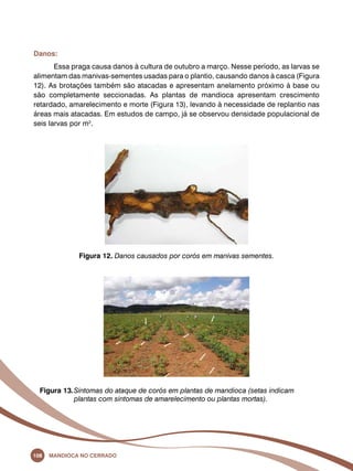 Danos: 
Essa praga causa danos à cultura de outubro a março. Nesse período, as larvas se 
alimentam das manivas-sementes usadas para o plantio, causando danos à casca (Figura 
12). As brotações também são atacadas e apresentam anelamento próximo à base ou 
são completamente seccionadas. As plantas de mandioca apresentam crescimento 
retardado, amarelecimento e morte (Figura 13), levando à necessidade de replantio nas 
áreas mais atacadas. Em estudos de campo, já se observou densidade populacional de 
seis larvas por m2. 
Figura 12. Danos causados por corós em manivas sementes. 
Figura 13. Sintomas do ataque de corós em plantas de mandioca (setas indicam 
plantas com sintomas de amarelecimento ou plantas mortas). 
108 Mandioca no Cerrado 
 