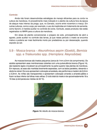 principais Pragas da mandioca no Cerrado 5 
Oreinatções Técnacis 109 
Controle: 
Ainda não foram desenvolvidas estratégias de manejo eficientes para os corós na 
cultura da mandioca. O procedimento mais indicado é o plantio da cultura fora da época 
de ataque mais intenso da praga, que, no Cerrado, ocorre entre novembro e março. Em 
outras culturas, como a soja, por exemplo, o uso de inseticidas em tratamento de semente, 
como fipronil, é medida auxiliar no controle de corós. Contudo, esses produtos não estão 
registrados no Mapa para a cultura da mandioca. 
Em áreas de plantio convencional, o preparo do solo, principalmente de abril a 
agosto, pode auxiliar no controle das larvas, já que nesse período o inseto se encontra 
inativo e poderia ser mais facilmente morto por predadores ou por dessecação, quando 
exposto ao sol. 
5.9 – Mosca-branca – Aleurothrixus aepim (Goeldi), Bemisia 
spp. e Trialeurodes spp. (Hemiptera: Aleyrodidae) 
As moscas-brancas são insetos pequenos (cerca de 1mm a 2mm de comprimento). Os 
adultos apresentam asas membranosas cobertas com uma pulverulência branca (Figura 14), 
são bastante ágeis e localizam-se principalmente na parte superior das plantas de mandioca. 
Em repouso, as asas são mantidas levemente separadas, com os lados paralelos, deixando o 
abdome visível. Os ovos apresentam coloração amarelada, são periformes e medem de 0,2mm 
a 0,3mm. As ninfas são transparentes e apresentam coloração amarela a amarelo-pálida e 
ficam na face inferior de folhas mais velhas. O ciclo total do inseto é de aproximadamente 18 a 
19 dias (a temperaturas médias de 32 °C). 
Figura 14. Adulto de mosca-branca. 
 