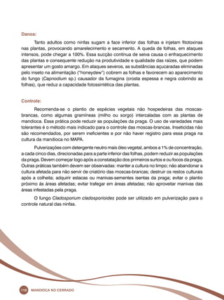 Danos: 
Tanto adultos como ninfas sugam a face inferior das folhas e injetam fitotoxinas 
nas plantas, provocando amarelecimento e secamento. A queda de folhas, em ataques 
intensos, pode chegar a 100%. Essa sucção contínua de seiva causa o enfraquecimento 
das plantas e consequente redução na produtividade e qualidade das raízes, que podem 
apresentar um gosto amargo. Em ataques severos, as substâncias açucaradas eliminadas 
pelo inseto na alimentação (“honeydew”) cobrem as folhas e favorecem ao aparecimento 
do fungo (Capnodium sp.) causador da fumagina (crosta espessa e negra cobrindo as 
folhas), que reduz a capacidade fotossintética das plantas. 
Controle: 
Recomenda-se o plantio de espécies vegetais não hospedeiras das moscas-brancas, 
como algumas gramíneas (milho ou sorgo) intercaladas com as plantas de 
mandioca. Essa prática pode reduzir as populações da praga. O uso de variedades mais 
tolerantes é o método mais indicado para o controle das moscas-brancas. Inseticidas não 
são recomendados, por serem ineficientes e por não haver registro para essa praga na 
cultura da mandioca no Mapa. 
Pulverizações com detergente neutro mais óleo vegetal, ambos a 1% de concentração, 
a cada cinco dias, direcionadas para a parte inferior das folhas, podem reduzir as populações 
da praga. Devem começar logo após a constatação dos primeiros surtos e ou focos da praga. 
Outras práticas também devem ser observadas: manter a cultura no limpo; não abandonar a 
cultura afetada para não servir de criatório das moscas-brancas; destruir os restos culturais 
após a colheita; adquirir estacas ou manivas-sementes isentas da praga; evitar o plantio 
próximo ás áreas afetadas; evitar trafegar em áreas afetadas; não aproveitar manivas das 
áreas infestadas pela praga. 
O fungo Cladosporium cladosporioides pode ser utilizado em pulverização para o 
controle natural das ninfas. 
110 Mandioca no Cerrado 
 