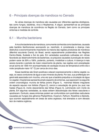 6 – Principais doenças da mandioca no Cerrado 
As várias doenças de mandioca são causadas por diferentes agentes etiológicos, 
tais como fungos, bactérias, vírus e fitoplasmas. A seguir, apresentam-se as principais 
doenças de mandioca de ocorrência na Região do Cerrado, bem como os principais 
sintomas e medidas de controle. 
6.1 – Murcha bacteriana 
A murcha bacteriana da mandioca, comumente conhecida como bacteriose, causada 
pela bactéria Xanthomonas axonopodis pv. manihotis, é considerada a doença mais 
destrutiva e economicamente importante na maioria das regiões produtoras de mandioca 
(Manihot esculenta Crantz) do Brasil, sendo especialmente problemática nas Regiões 
Centro-Oeste, Sudeste e Sul do país. Em variedades suscetíveis cultivadas em climas 
favoráveis ao desenvolvimento da bacteriose, os prejuízos causados à produção de raízes 
podem variar de 30% a 100%, podendo, portanto, inviabilizar a cultura. A doença é mais 
severa durante o período de maior crescimento da planta, nas regiões com precipitação 
anual acima de 1200 mm acompanhadas de oscilação brusca de temperatura entre dia e 
noite (amplitude maior 10˚ C) por cerca de cinco dias. 
Essas bactérias são Gram-positivas e atacam expressivamente o xilema vegetal, ou 
seja, os vasos condutores de água e sais minerais da planta. Por isso, sua proliferação em 
geral está associada com murcha, uma vez que a bactéria prejudica a circulação de água 
no vegetal. A bacteriose apresenta amplo espectro de sintomas, que aparecem na seguinte 
ordem croonológica: murcha de folhas jovens (Figura 1), manchas foliares irregulares 
de aspecto aquoso nos folíolos (Figura 2), cancro e exsudação de goma (ou pus) nas 
hastes (Figura 3), morte descendente das folhas (Figura 4), culminando com morte da 
planta. Em algumas variedades, as raízes exibem descoloração dos feixes vasculares e 
apodrecem. Contudo, esses sintomas podem ser confundidos com podridões radiculares 
causadas por fungos dos gêneros Phytophthora, Fusarium, Pythium, Rosellinia e Diplodia, 
que ocorrem especialmente em áreas de solos argilosos, mal drenados e com elevado 
teor de matéria orgânica. 
118 Mandioca no Cerrado 
 