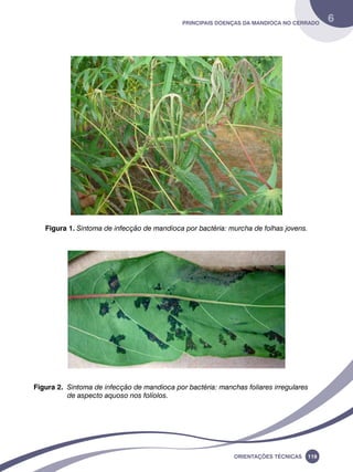 Principais doenças da mandioca no Cerrado 6 
Figura 1. Sintoma de infecção de mandioca por bactéria: murcha de folhas jovens. 
Figura 2. Sintoma de infecção de mandioca por bactéria: manchas foliares irregulares 
Oreinatções Técnacis 119 
de aspecto aquoso nos folíolos. 
 
