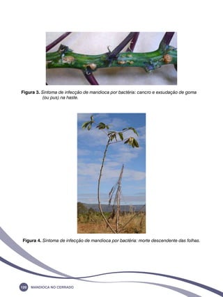 Figura 3. Sintoma de infecção de mandioca por bactéria: cancro e exsudação de goma 
(ou pus) na haste. 
Figura 4. Sintoma de infecção de mandioca por bactéria: morte descendente das folhas. 
120 Mandioca no Cerrado 
 