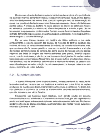 Principais doenças da mandioca no Cerrado 6 
O meio mais eficiente de disseminação da bacteriose da mandioca, a longa distância, 
é o plantio de manivas-semente infectadas, especialmente em áreas novas, onde a doença 
ainda não está presente. Na mesma área, contudo, o principal meio de disseminação é a 
chuva, que veicula células bacterianas presentes na exsudação das plantas infectadas para 
plantas sadias. A entrada da bactéria na planta sadia se dá através de estômatos foliares 
ou ferimentos causados por vento forte, trânsito de pessoas e animais, e pelo uso de 
ferramentas e equipamentos contaminados. Por isso, uso de ferramentas desinfestadas e 
restrição do trânsito de pessoas das áreas afetadas para as sadias são métodos preventivos 
relevantes para o controle da doença. . 
Por ser uma doença causada por bactéria de hábito sistêmico e que afeta, 
principalmente, o sistema vascular das plantas, os métodos de controle curativos são 
inviáveis. O cultivo de variedades resistentes é o método de controle mais eficiente, mas, 
quando não se dispõe desses genótipos para uso comercial, é recomendada a adoção 
de medidas complementares de controle, tais como plantio de manivas-semente sadias; 
inspeção das áreas de origem das manivas-sementes para plantio, evitando aquelas 
com a ocorrência da doença; plantio de manivas-semente originadas de regiões onde a 
bacteriose não ocorre; inspeção fitossanitária das áreas de cultivo, erradicando as plantas 
com sintomas; uso de ferramentas desinfestadas e restrição do trânsito de pessoas das 
áreas afetadas para as sadias; rotação de culturas ou pousio da área por pelo menos seis 
meses, eliminando os restos culturais. 
Oreinatções Técnacis 121 
6.2 – Superbrotamento 
A doença conhecida como superbrotamento, envassouramento ou vassoura-de-bruxa 
da mandioca, causada por um fitoplasma, é relatada em quase todas as regiões 
produtoras de mandioca do Brasil, mas também na Venezuela e no México. No Brasil, tem 
sido observada a ocorrência de plantas de mandioca com sintomas de superbrotamento, 
com alta frequência, em vários Estados. 
Fitoplasmas são bactérias Gram-negativas, sem parede celular, de genoma 
cromossomal reduzido e de limitado número de rotas metabólicas, por isso dependem da 
planta hospedeira para a obtenção de açúcares e demais nutrientes. Ademais, fitoplasmas 
residem no floema de plantas infectadas, são transmitidos por insetos vetores sugadores 
e não são cultiváveis in vitro. 
 