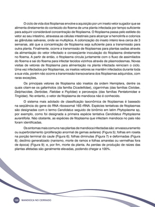 O ciclo de vida dos fitoplamas envolve a aquisição por um inseto vetor sugador que se 
alimenta diretamente do conteúdo do floema de uma planta infectada por tempo suficiente 
para adquirir considerável concentração de fitoplasma. O fitoplasma passa pelo estilete do 
vetor ao seu intestino, atravessa as células intestinais para alcançar a hemolinfa e coloniza 
as glândulas salivares, onde se multiplica. A colonização do inseto inteiro leva cerca de 3 
semanas, até que a concentração de fitoplasma seja suficiente para a transmissão para 
outra planta. Finalmente, ocorre a transmissão de fitoplasmas para plantas sadias através 
da alimentação do vetor infectado e conseqüente inoculação do fitoplasma diretamente 
no floema. A partir de então, o fitoplasma circula juntamente com o fluxo de assimilados 
do floema e sai do floema para infectar tecidos vizinhos através de plasmodesmas. Novas 
visitas de vetores de fitoplasma para alimentação na planta infectada reiniciam o ciclo. 
Uma vez infectados por fitoplasmas, os insetos vetores se mantêm infectados durante toda 
a sua vida, porém não ocorre a transmissão transovariana dos fitoplasmas adquiridos, com 
raras exceções. 
Os principais vetores de fitoplasma são insetos da ordem Hemiptera, dentre os 
quais citam-se os gafanhotos (da família Cicadellidae), cigarrinhas (das famílias Cixiidae, 
Delphacidae, Derbidae, Flatidae e Psylidae) e percevejos (das famílias Pentatomidae e 
Tingidae). No entanto, o vetor de fitoplasma de mandioca não é conhecido. 
O sistema mais adotado de classificação taxonômica de fitoplasmas é baseado 
na seqüência do gene do RNA ribossomal 16S rRNA. Espécies tentativas de fitoplasmas 
são designadas com o termo Candidatus seguido de binômio em latim Phytoplasma sp, 
por exemplo, como foi designada a primeira espécie tentativa Candidatus Phytoplasma 
aurantifolia. Não obstante, as espécies de fitoplasma que infectam mandioca no país não 
foram identificadas. 
Os sintomas mais comuns nas plantas de mandioca infectadas são: envassouramento 
ou superbrotamento (proliferação anormal de gemas axilares) (Figura 5); folhas em roseta 
na porção terminal do caule (Figura 6); folhas diminutas (Figura 7) e deformadas (Figura 
8); declínio generalizado (nanismo, morte de ramos e folhas amarelas ou vermelhas fora 
de época) (Figura 9); e, por fim, morte da planta. As perdas de produção de raízes das 
plantas afetadas são geralmente elevadas, podendo chegar a 100%. 
122 Mandioca no Cerrado 
 