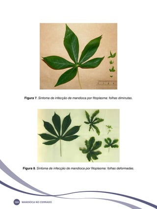 Figura 7. Sintoma de infecção de mandioca por fitoplasma: folhas diminutas. 
Figura 8. Sintoma de infecção de mandioca por fitoplasma: folhas deformadas. 
124 Mandioca no Cerrado 
 