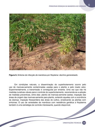 Principais doenças da mandioca no Cerrado 6 
Figura 9. Sintoma de infecção de mandioca por fitoplama: declínio generalizado. 
Em condições naturais, a disseminação do superbrotamento ocorre pelo 
uso de manivas-semente contaminadas usadas para o plantio e pelo inseto vetor. 
Experimentalmente, a transmissão é conseguida por enxertia. Uma vez que não há 
medidas curativas viáveis para o controle do superbrotamento, recomenda-se a adoção 
de medidas preventivas, entre elas: plantio de manivas-semente sadias; inspeção das 
áreas de origem das manivas-semente para plantio, evitando aquelas com a ocorrência 
da doença; inspeção fitossanitária das áreas de cultivo, erradicando as plantas com 
sintomas. O uso de variedades de mandioca com resistência genética a fitoplasma 
também é uma estratégia de controle interessante, quando disponível. 
Oreinatções Técnacis 125 
 
