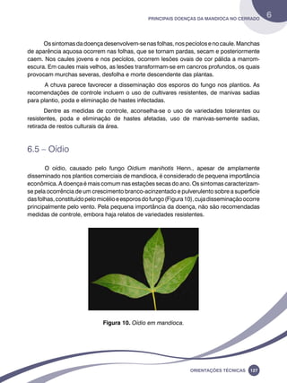 Principais doenças da mandioca no Cerrado 6 
Os sintomas da doença desenvolvem-se nas folhas, nos pecíolos e no caule. Manchas 
de aparência aquosa ocorrem nas folhas, que se tornam pardas, secam e posteriormente 
caem. Nos caules jovens e nos pecíolos, ocorrem lesões ovais de cor pálida a marrom-escura. 
Em caules mais velhos, as lesões transformam-se em cancros profundos, os quais 
provocam murchas severas, desfolha e morte descendente das plantas. 
A chuva parece favorecer a disseminação dos esporos do fungo nos plantios. As 
recomendações de controle incluem o uso de cultivares resistentes, de manivas sadias 
para plantio, poda e eliminação de hastes infectadas. 
Dentre as medidas de controle, aconselha-se o uso de variedades tolerantes ou 
resistentes, poda e eliminação de hastes afetadas, uso de manivas-semente sadias, 
retirada de restos culturais da área. 
Oreinatções Técnacis 127 
6.5 – Oídio 
O oídio, causado pelo fungo Oidium manihotis Henn., apesar de amplamente 
disseminado nos plantios comerciais de mandioca, é considerado de pequena importância 
econômica. A doença é mais comum nas estações secas do ano. Os sintomas caracterizam-se 
pela ocorrência de um crescimento branco-acinzentado e pulverulento sobre a superfície 
das folhas, constituído pelo micélio e esporos do fungo (Figura 10), cuja disseminação ocorre 
principalmente pelo vento. Pela pequena importância da doença, não são recomendadas 
medidas de controle, embora haja relatos de variedades resistentes. 
Figura 10. Oídio em mandioca. 
 