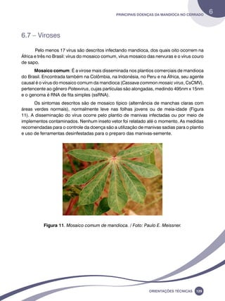 Principais doenças da mandioca no Cerrado 6 
Oreinatções Técnacis 129 
6.7 – Viroses 
Pelo menos 17 vírus são descritos infectando mandioca, dos quais oito ocorrem na 
África e três no Brasil: vírus do mosaico comum, vírus mosaico das nervuras e o vírus couro 
de sapo. 
Mosaico comum: É a virose mais disseminada nos plantios comerciais de mandioca 
do Brasil. Encontrada também na Colômbia, na Indonésia, no Peru e na África, seu agente 
causal é o vírus do mosaico comum da mandioca (Cassava common mosaic virus, CsCMV), 
pertencente ao gênero Potexvirus, cujas partículas são alongadas, medindo 495nm x 15nm 
e o genoma é RNA de fita simples (ssRNA). 
Os sintomas descritos são de mosaico típico (alternância de manchas claras com 
áreas verdes normais), normalmente leve nas folhas jovens ou de meia-idade (Figura 
11). A disseminação do vírus ocorre pelo plantio de manivas infectadas ou por meio de 
implementos contaminados. Nenhum inseto vetor foi relatado até o momento. As medidas 
recomendadas para o controle da doença são a utilização de manivas sadias para o plantio 
e uso de ferramentas desinfestadas para o preparo das manivas-semente. 
Figura 11. Mosaico comum de mandioca. / Foto: Paulo E. Meissner. 
 