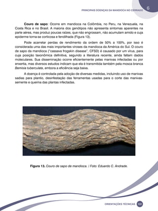 Principais doenças da mandioca no Cerrado 6 
Couro de sapo: Ocorre em mandioca na Colômbia, no Peru, na Venezuela, na 
Costa Rica e no Brasil. A maioria dos genótipos não apresenta sintomas aparentes na 
parte aérea, mas produz poucas raízes, que não engrossam, não acumulam amido e cuja 
epiderme torna-se corticosa e fendilhada (Figura 13). 
Pode acarretar perdas de rendimento da ordem de 50% a 100%, por isso é 
considerada uma das mais importantes viroses da mandioca da América do Sul. O couro 
de sapo da mandioca (“cassava frogskin disease”, CFSD) é causado por um vírus, para 
cuja posição taxonômica definitiva, segundo a literatura recente, ainda faltam dados 
moleculares. Sua disseminação ocorre eficientemente pelas manivas infectadas ou por 
enxertia, mas diversos estudos indicam que ela é transmitida também pela mosca branca 
Bemisia tuberculata, embora a eficiência seja baixa. 
A doença é controlada pela adoção de diversas medidas, incluindo uso de manivas 
sadias para plantio, desinfestação das ferramentas usadas para o corte das manivas-semente 
Oreinatções Técnacis 131 
e queima das plantas infectadas. 
Figura 13. Couro de sapo de mandioca. / Foto: Eduardo C. Andrade. 
 