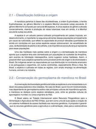 2.1 – Classificação botânica e origem 
A mandioca pertence à classe das dicotiledôneas, à ordem Euphorbiales, à família 
Euphorbiaceae, ao gênero Manihot e à espécie Manihot esculenta subsp esculenta. O 
gênero Manihot é composto por cerca de 98 espécies. A única espécie do gênero cultivada 
comercialmente, visando à produção de raízes tuberosas ricas em amido, é a Manihot 
esculenta subsp esculenta. 
A espécie é um arbusto perene cultivado principalmente em países tropicais, em 
desenvolvimento, e importante na segurança alimentar dessas populações principalmente 
por causa da rusticidade, que reflete na capacidade de produzir elevadas quantidades de 
amido em condições em que outras espécies sequer sobreviveriam; da versatilidade de 
usos, da flexibilidade de plantio e de colheita, e da importância sociocultural que representa 
para essas populações. 
Uma das hipóteses mais aceitas sobre a origem e a domesticação da mandioca 
aponta que a espécie teria sido domesticada por populações do sudoeste da Amazônia, 
sem eventos de hibridação interespecífica, como sugerem outras hipóteses. Assim, é 
possível inferir que a espécie apresenta como provável centro de origem e de diversidade o 
Brasil. Os indígenas seriam os responsáveis por sua distribuição no continente americano 
e os portugueses e espanhóis, em outros continentes, especialmente África e Ásia. No 
Brasil, a espécie é cultivada em todas as regiões, com amplo emprego na alimentação 
humana, animal e na indústria. 
2.2 – Conservação do germoplasma de mandioca no Brasil 
A conservação da diversidade genética de todas as espécies é uma necessidade e um 
dever dos pesquisadores e dos cidadãos. No caso do Brasil, que é rico em biodiversidade, 
mas dependente de germoplasma exótico das principais culturas de importância agrícola, 
a mandioca se destaca como espécie estratégica, pois, entre as grandes culturas do 
agronegócio mundial, é a única originária do País. 
O Brasil aderiu ao Tratado Internacional sobre Recursos Fitogenéticos para a 
Alimentação e Agricultura da FAO (Tirfaa), que tem como uma de suas ações a criação de 
um sistema multilateral de acesso facilitado aos recursos genéticos. A proposta é garantir 
que os recursos genéticos para a agricultura e a alimentação, vitais para a sobrevivência 
26 Mandioca no Cerrado 
 