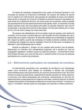 O método de hibridação intraespecífica mais usado na Embrapa Cerrados é o da 
condução de campos de cruzamento controlados. Os campos são obtidos de acordo 
com os objetivos do melhoramento: para geração de variedades de mesa e de indústria. 
Cada campo é composto por linhas de 15 plantas do parental masculino intercaladas por 
duas linhas de 15 plantas do feminino. Em cada campo de cruzamento, todas as plantas 
dos parentais femininos são sistematicamente emasculadas. Assim, as sementes oriundas 
desses parentais terão sido fecundadas pelo pólen do parental masculino (que não foi 
emasculado) e, tão logo tenha ocorrido à fecundação, os frutos são cobertos por um saco 
de voil, a fim de evitar o ataque da mosca das frutas. 
Os campos são estabelecidos de forma isolada, longe de qualquer outro plantio de 
mandioca, a fim de evitar a contaminação por meio de pólen de outra variedade que não a 
selecionada como genitor masculino. As sementes obtidas são armazenadas em geladeira 
até a época do plantio, quando são semeadas em tubetes contendo substrato comercial 
e mantidas sob irrigação em casa de vegetação. Cerca de 45 dias após a emergência, as 
plântulas F1 são transplantadas para o campo. 
Quando as plântulas F1 atingem um ano, passam pelo primeiro ciclo de seleção. 
Selecionado um indivíduo com características superiores, ele é clonado por meio da 
propagação vegetativa e avaliado quanto ao potencial produtivo – primeiramente dentro 
da Embrapa Cerrados, por cerca de três anos, e posteriormente em provas de pesquisa 
participativa com o auxilio dos produtores. 
2.6 – Melhoramento participativo de variedades de mandioca 
O melhoramento participativo com variedades de mandioca é uma metodologia 
usada como ferramenta para seleção de variedades e difusão das tecnologias 
recomendadas para a cultura da mandioca, em conjunto com produtores rurais. Tem como 
enfoque os pequenos agricultores, especialmente aqueles situados em áreas marginais, 
e preconiza uma efetiva participação dos produtores, extensionistas ou técnicos em 
desenvolvimento e pesquisadores em todas as suas fases, conforme descrito na cartilha 
“Seleção Participativa de Variedades de Mandioca na Agricultura Familiar” e ilustrado na 
Figura 1. Entretanto, também pode ser empregado com grandes e médios produtores. 
32 Mandioca no Cerrado 
 