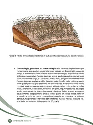 Figura 2. Plantio de mandioca em sistemas de cultivo em faixa com as culturas de milho e feijão. 
• Consorciação, policultivo ou cultivo múltiplo: são sistemas de plantio em que, 
numa mesma área, podem-se usar diferentes culturas em determinado espaço de 
tempo e, normalmente, com arranjos modificados em relação ao plantio de cultura 
solteira ou monocultivo. Nesses sistemas, tem-se a cultura principal, normalmente 
com um ciclo mais longo, e a consorte (uma ou mais), em geral de ciclo mais curto. 
Nesses sistemas, objetiva-se, além da preservação do solo, maior índice de uso da 
terra, que expressa o aproveitamento em relação à área. A mandioca, como cultura 
principal, pode ser consorciada com uma série de outras culturas (arroz, milho, 
feijão, amendoim, batata-doce, hortaliças em geral, leguminosas para adubação 
verde, entre outras), tanto em sistemas de plantio de fileiras simples, em que se 
deve aumentar o espaçamento entre as linhas, quanto em fileiras duplas. Também 
a mandioca pode ser usada como cultura consorte em uma série de sistemas 
com culturas perenes ou florestas, como fruteiras, fruteiras nativas, eucalipto etc., 
e também em sistemas silviagropastoris; (Figura 3). 
42 Mandioca no Cerrado 
 