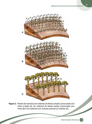 Manejo do solo no cultivo de mandioca 3 
Oreinatções Técnacis 43 
a 
B 
c 
Figura 3. Plantio de mandioca em sistemas de fileiras simples consorciada com 
milho e feijão (a), em sistemas de fileiras duplas consorciada com 
milho (b) e em sistemas com culturas perenes ou fruteiras (c). 
 