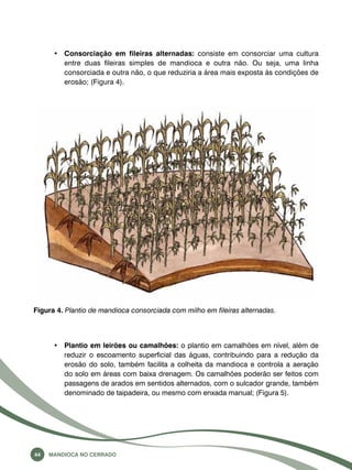 • Consorciação em fileiras alternadas: consiste em consorciar uma cultura 
entre duas fileiras simples de mandioca e outra não. Ou seja, uma linha 
consorciada e outra não, o que reduziria a área mais exposta às condições de 
erosão; (Figura 4). 
Figura 4. Plantio de mandioca consorciada com milho em fileiras alternadas. 
• Plantio em leirões ou camalhões: o plantio em camalhões em nível, além de 
reduzir o escoamento superficial das águas, contribuindo para a redução da 
erosão do solo, também facilita a colheita da mandioca e controla a aeração 
do solo em áreas com baixa drenagem. Os camalhões poderão ser feitos com 
passagens de arados em sentidos alternados, com o sulcador grande, também 
denominado de taipadeira, ou mesmo com enxada manual; (Figura 5). 
44 Mandioca no Cerrado 
 